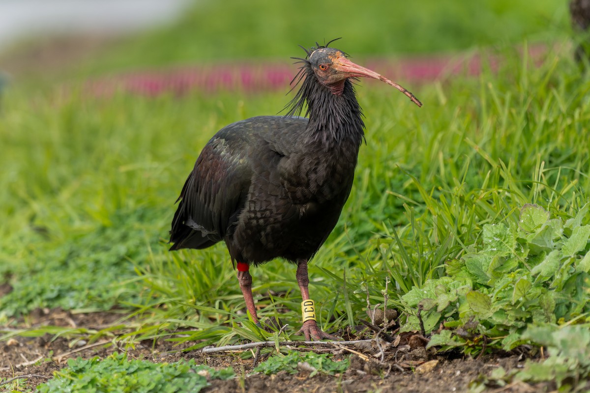 Northern Bald Ibis - ML646834978
