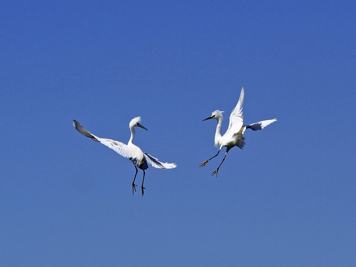 Snowy Egret - ML646834979