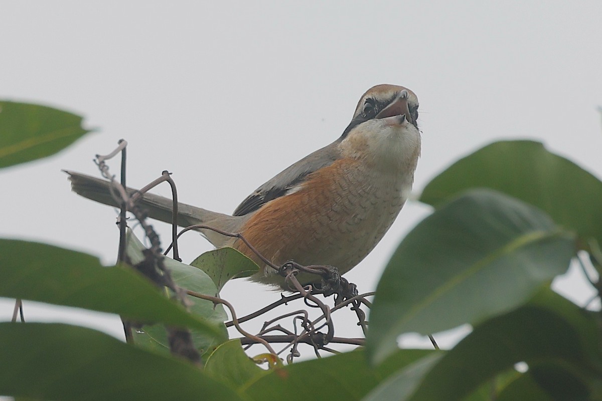 Bull-headed Shrike - ML646834980