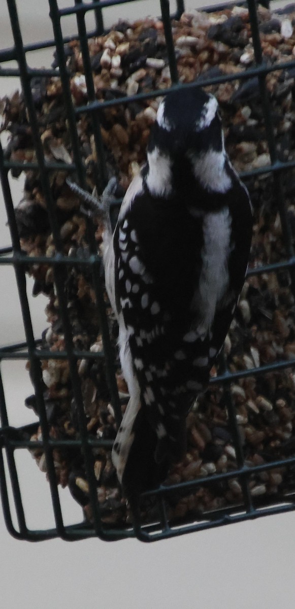Downy Woodpecker - ML646834981