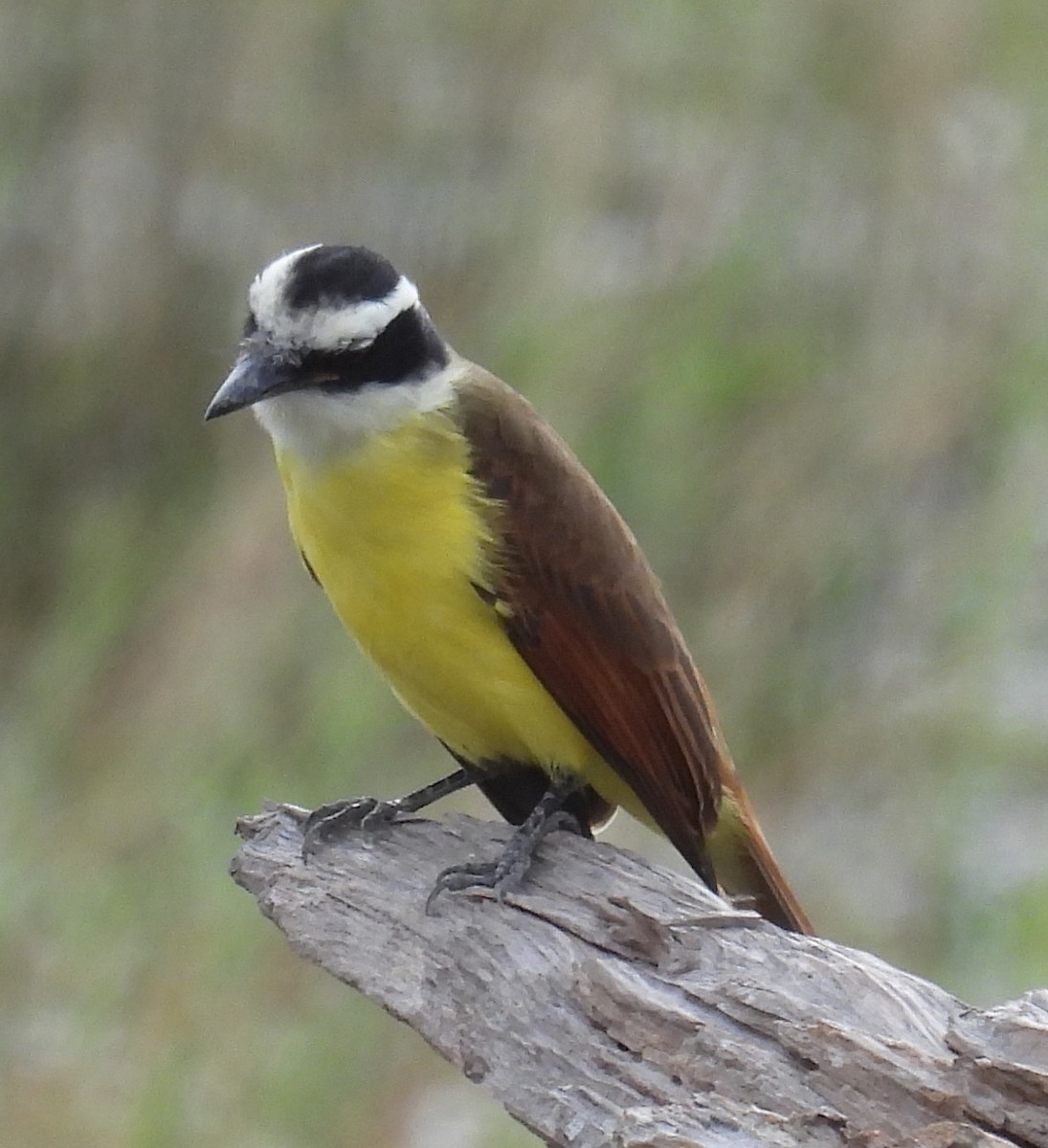 キバラオオタイランチョウ - ML646834986