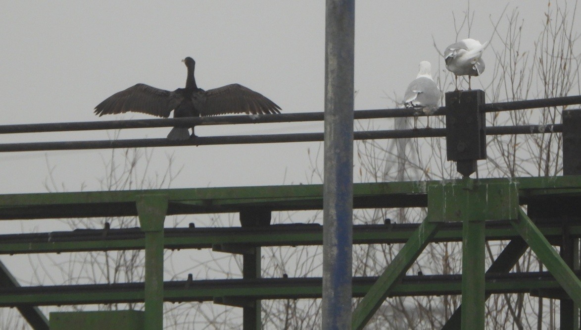 Great Cormorant - ML646834988