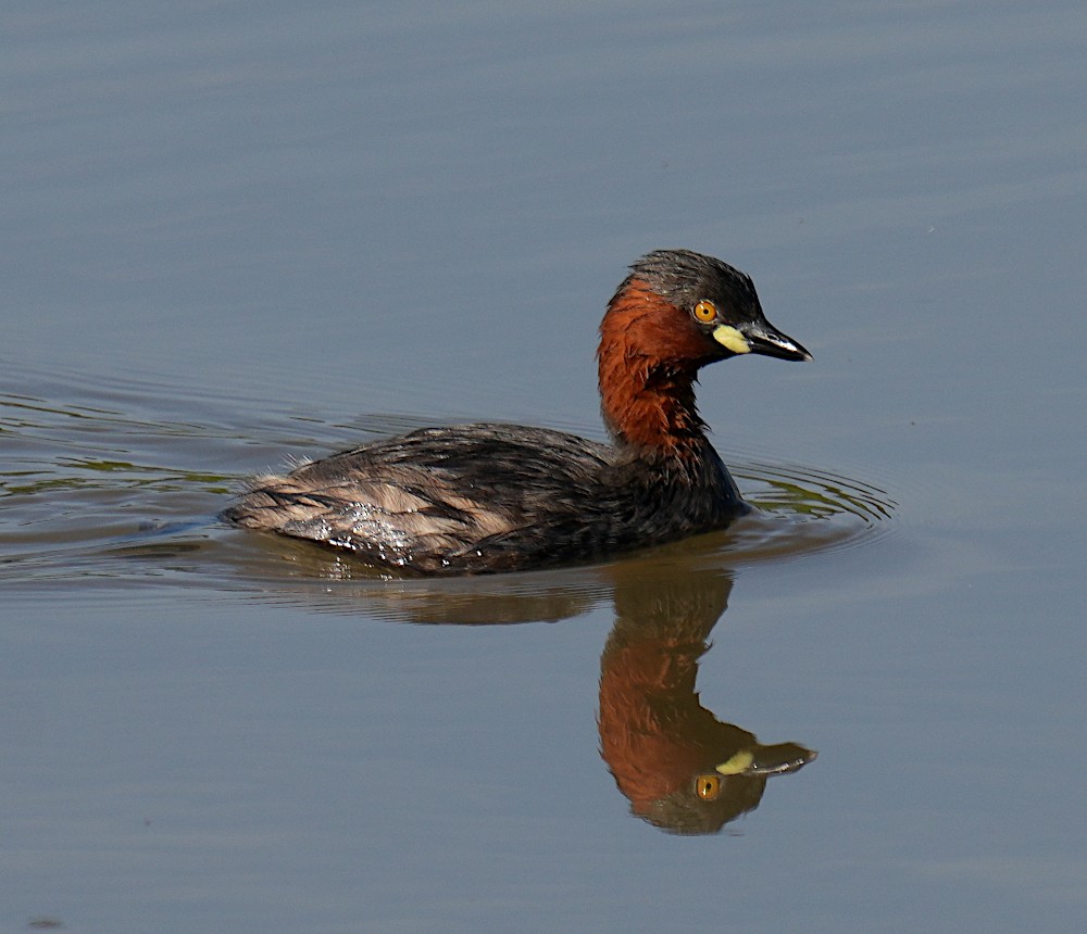 カイツブリ - ML646834989