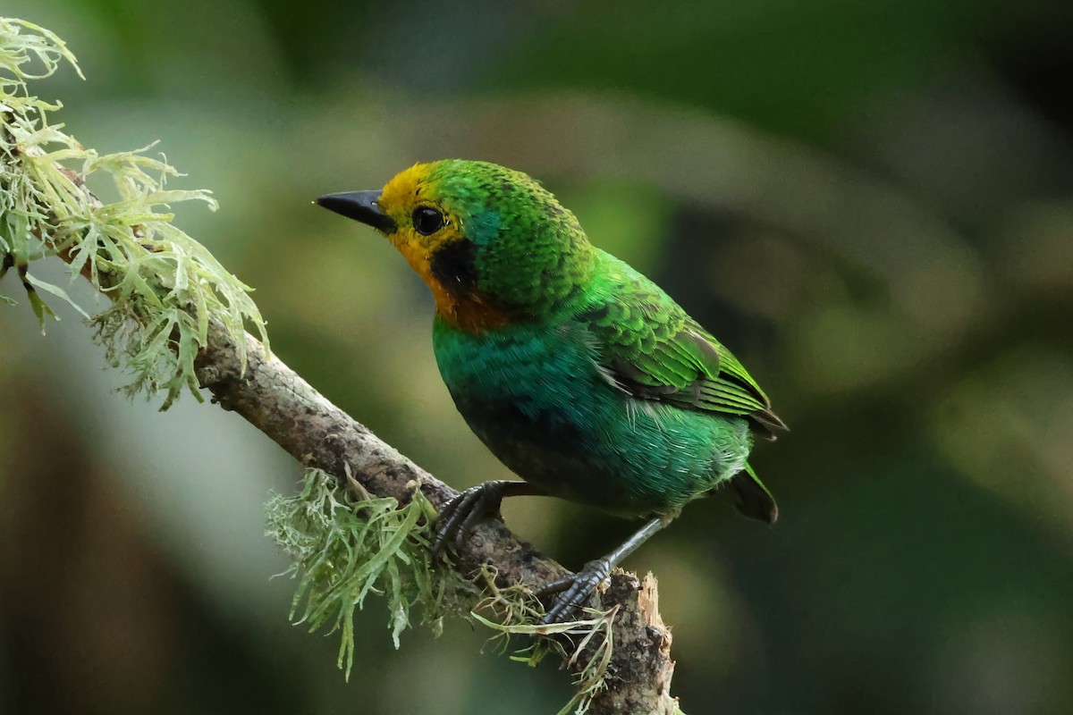 ゴシキエメラルドフウキンチョウ - ML646834990