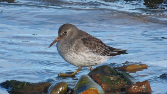 Purple Sandpiper - ML646834991