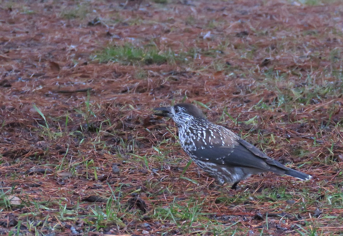 Northern Nutcracker - ML646834993