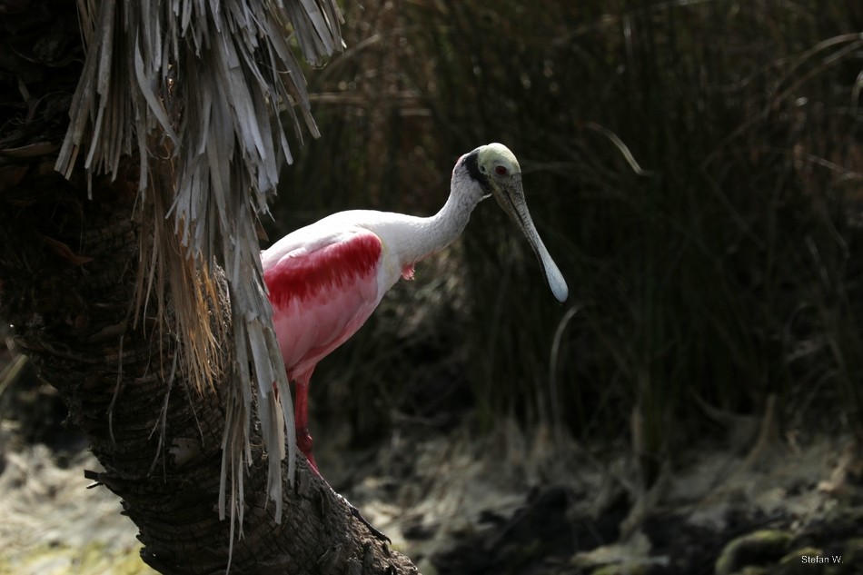 Roseate Spoonbill - ML646834994