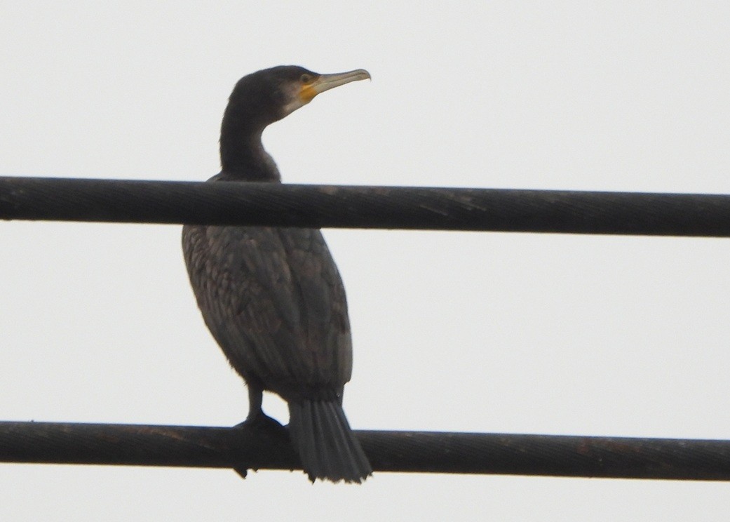 Great Cormorant - ML646834995