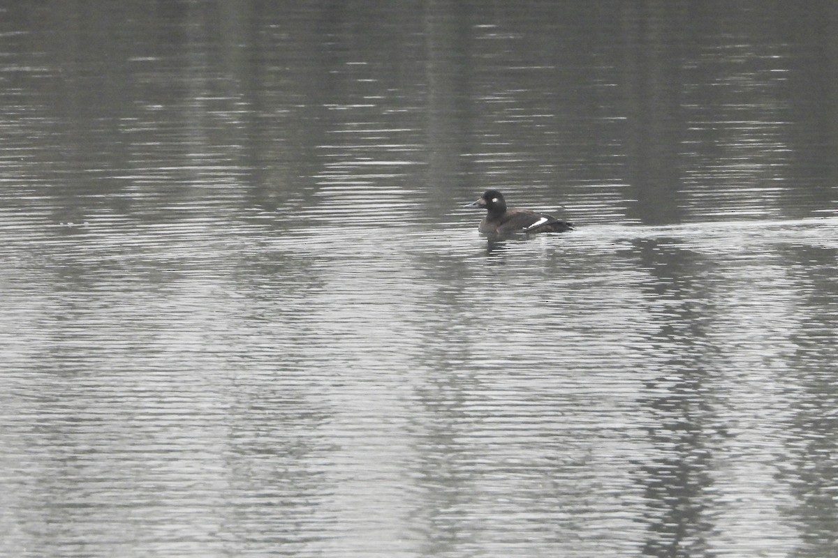 Velvet Scoter - ML646834996