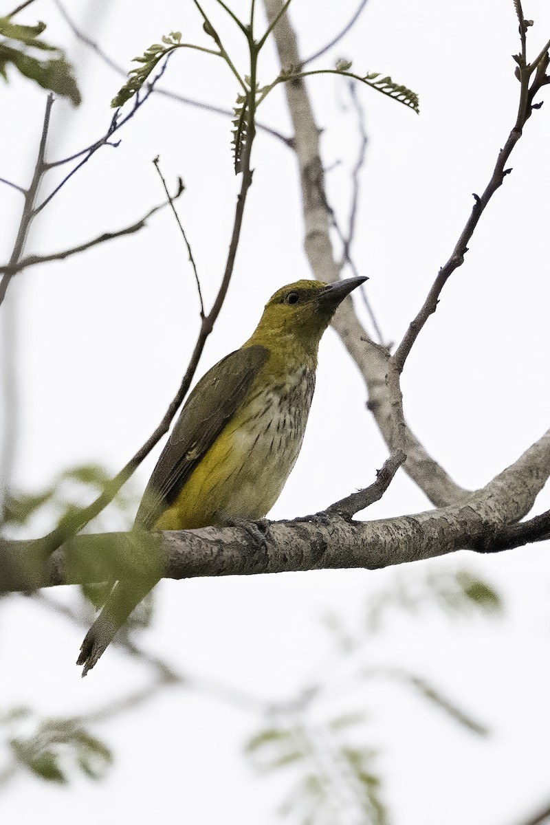 Black-hooded Oriole - ML646835000