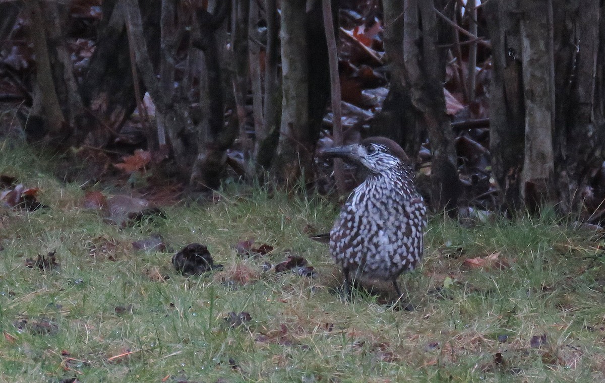 Northern Nutcracker - ML646835001