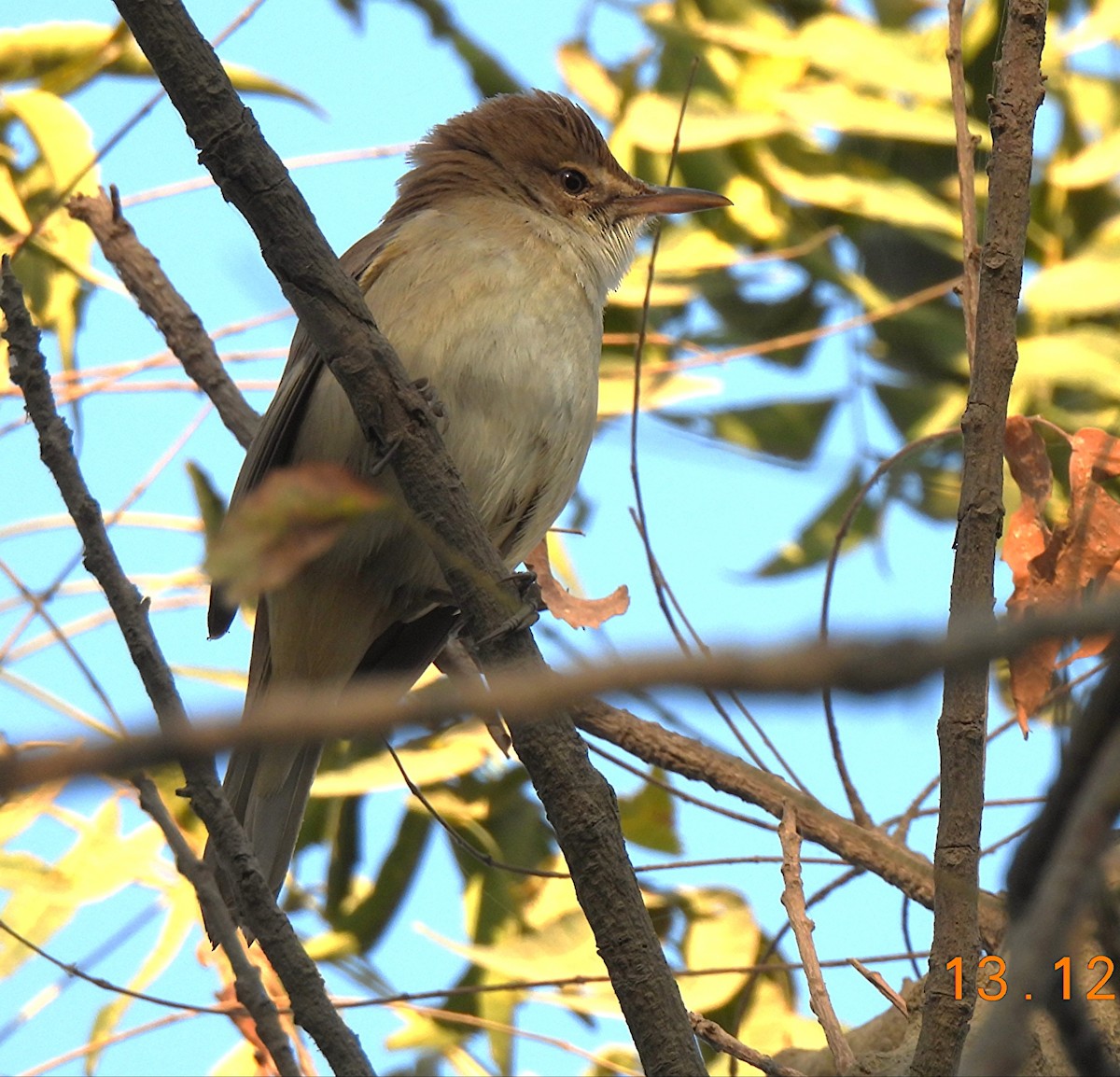 קנית אפריקנית - ML646835002