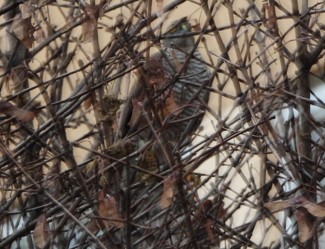 Eurasian Sparrowhawk - ML646835003