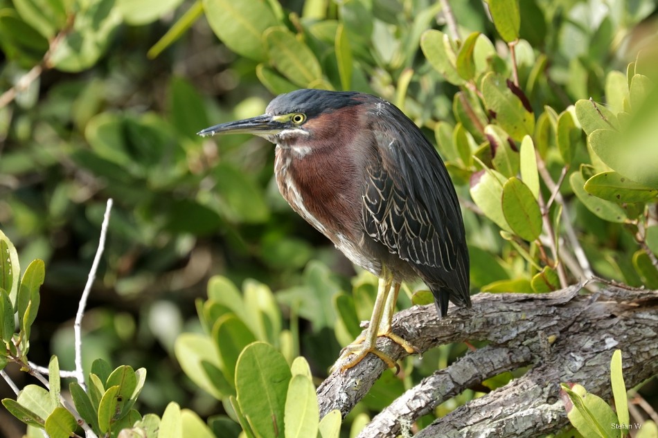 Green Heron - ML646835004
