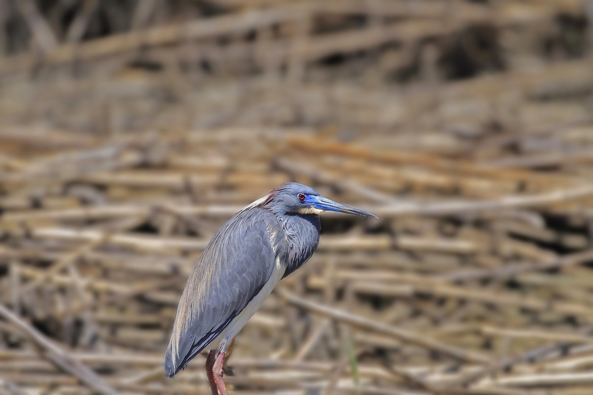 Tricolored Heron - ML646835005