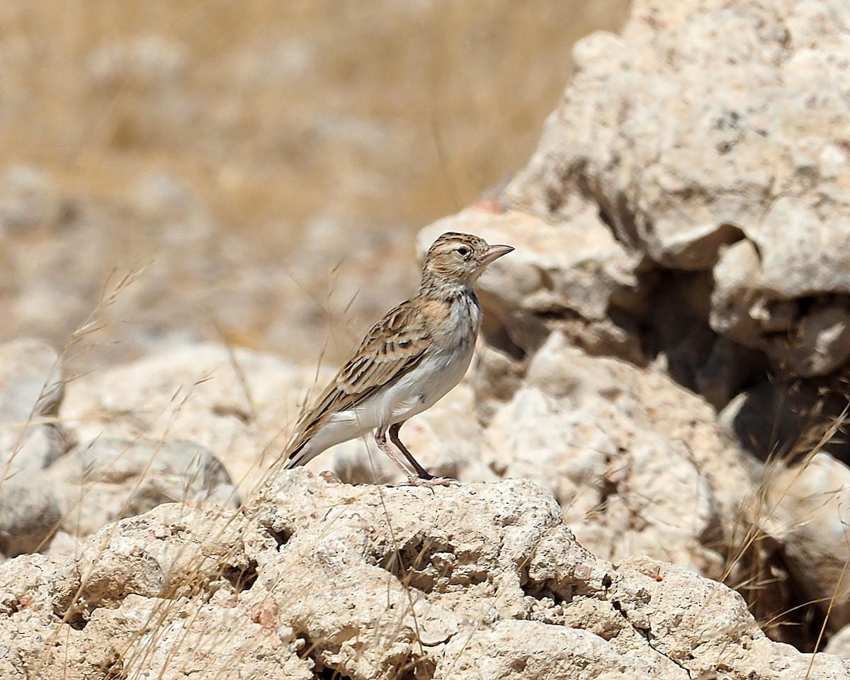 Stark's Lark - ML646835006
