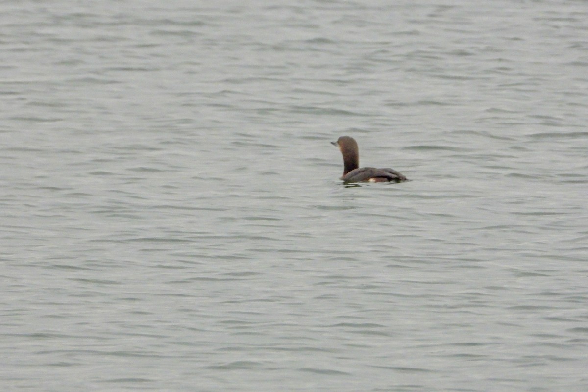 Arctic Loon - ML646835007