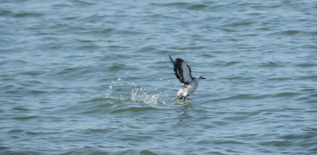 אוריה שחורה - ML646835015