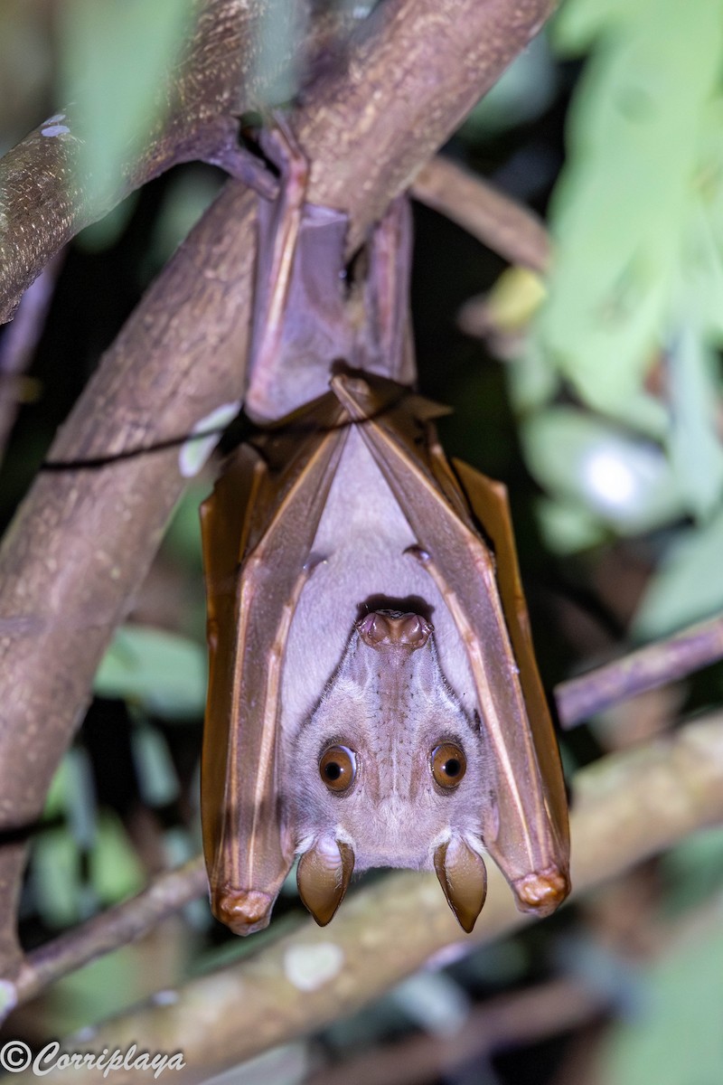 Hammer-headed Fruit Bat - ML646835017
