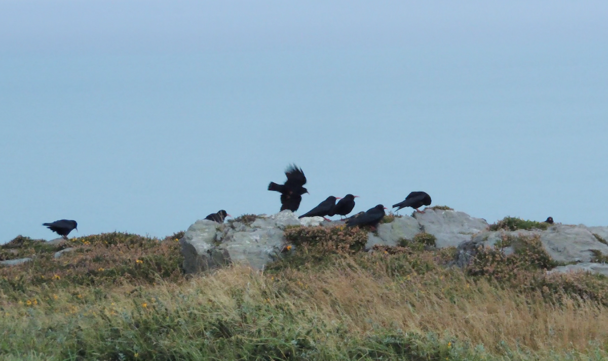 זג אדום-מקור - ML646835024