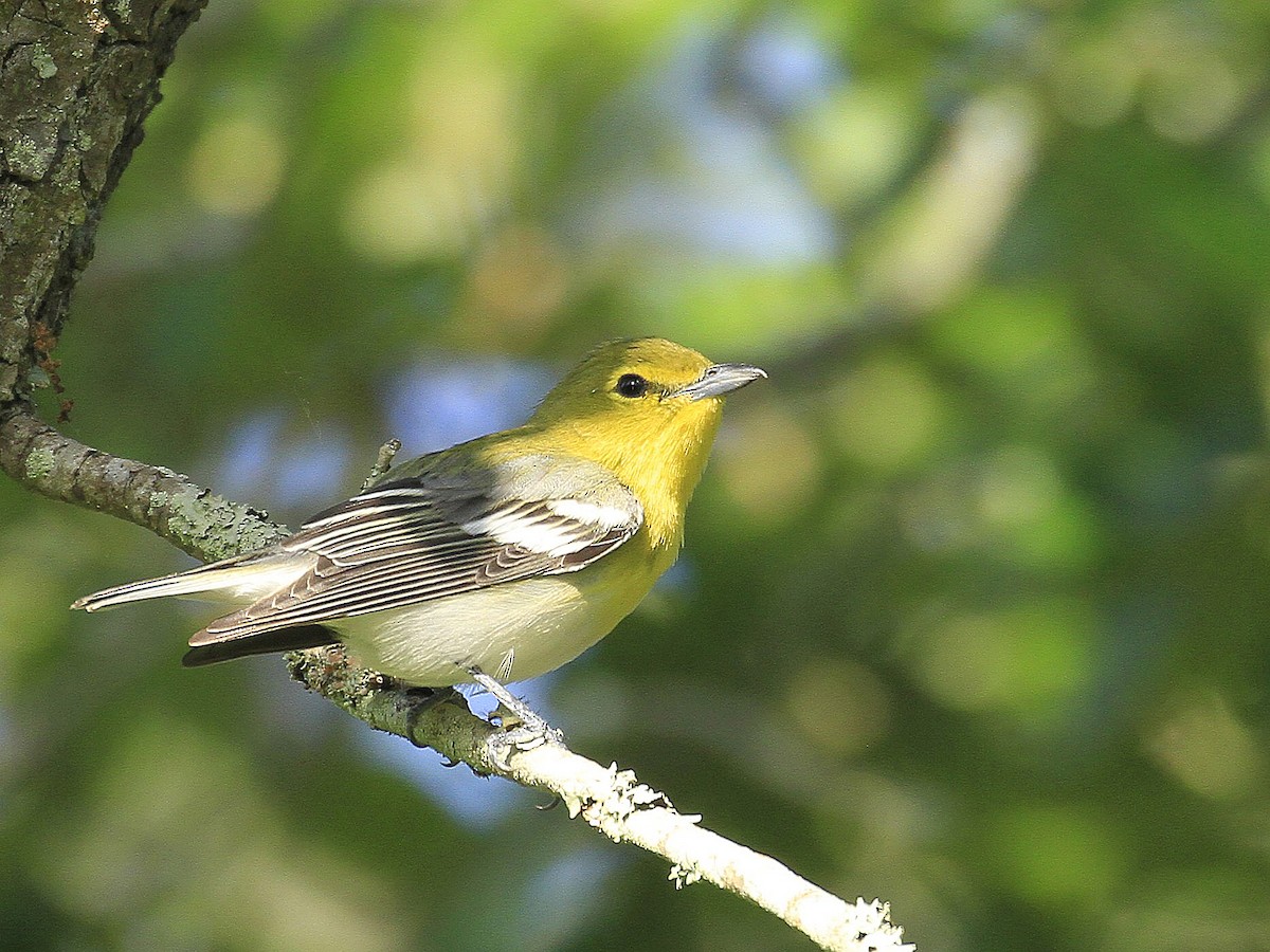 Sarı Gerdanlı Vireo - ML646835025