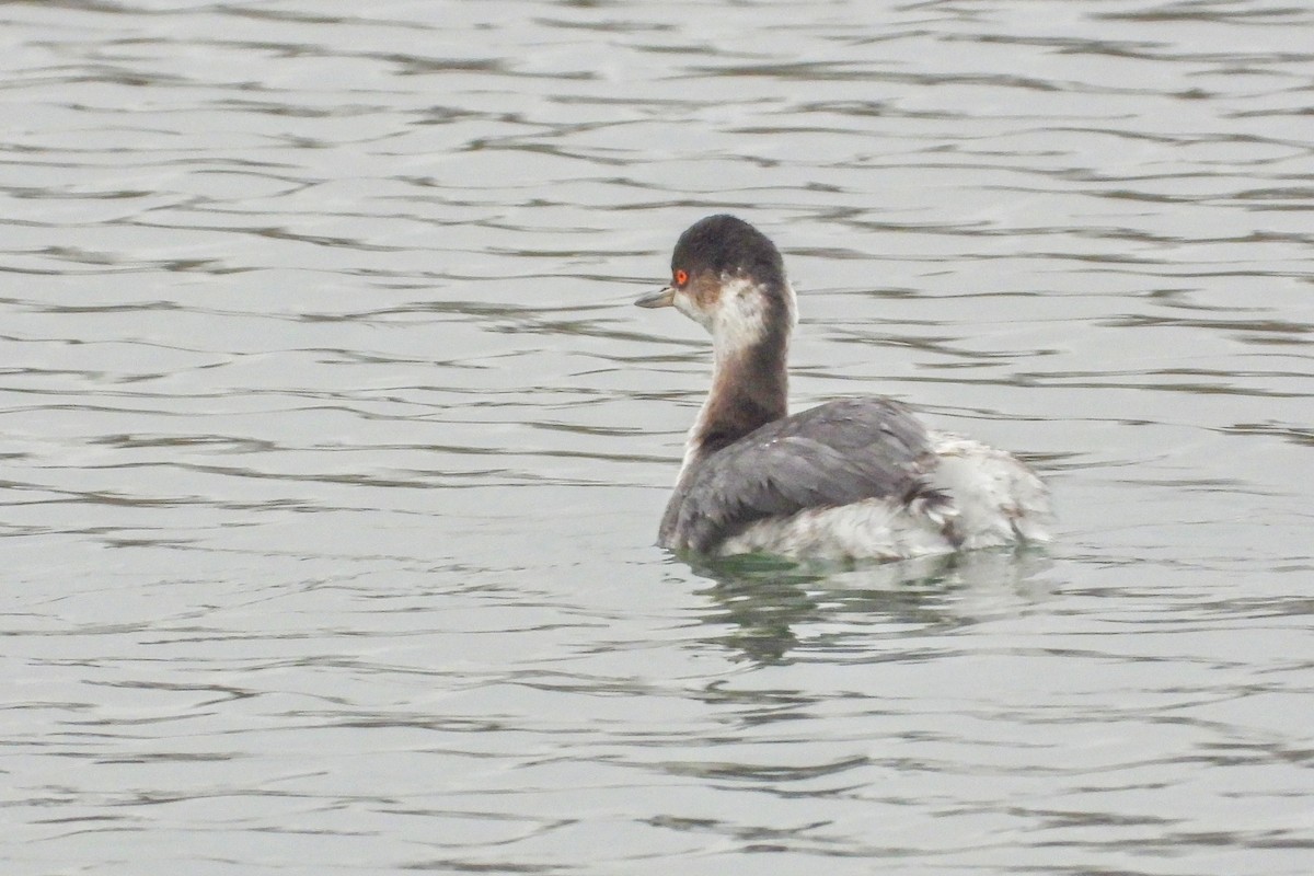 Eared Grebe - ML646835026