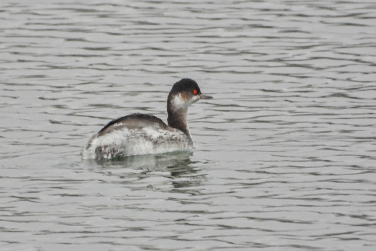 Eared Grebe - ML646835027
