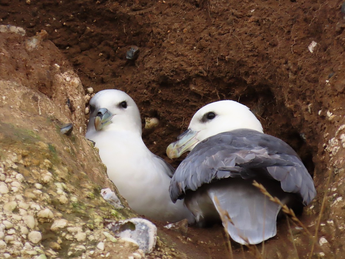 Northern Fulmar - ML646835028