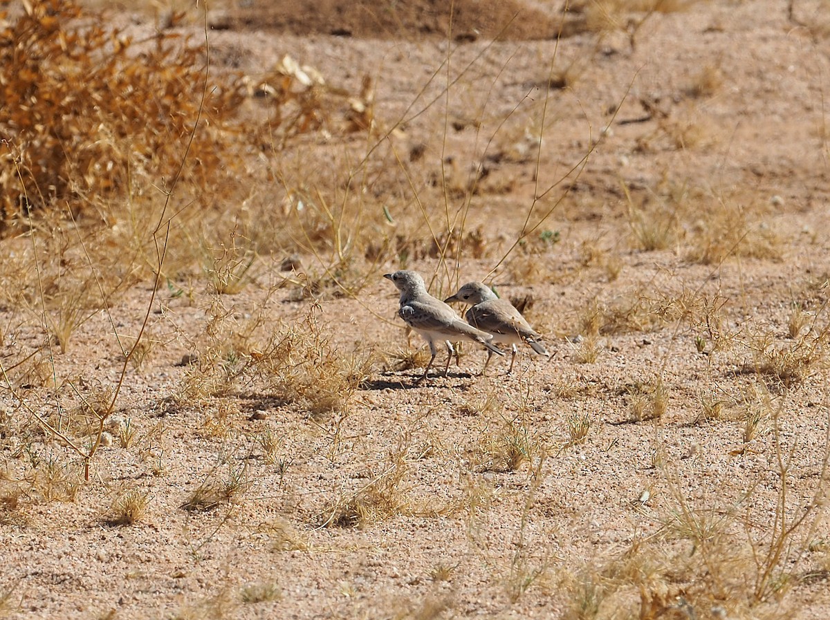 Gray's Lark - ML646835029