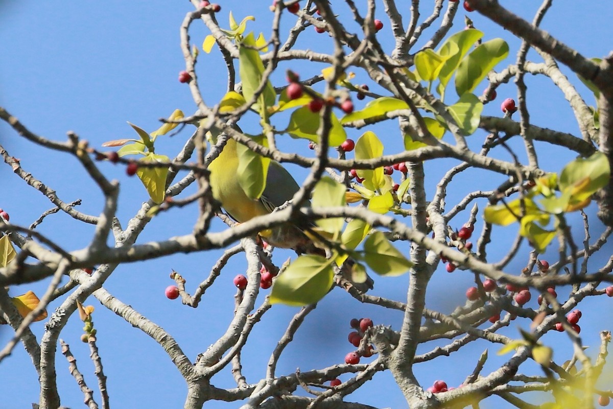 Yellow-footed Green-Pigeon - ML646835030