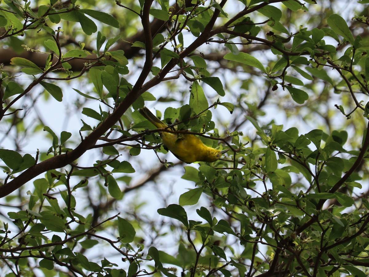 Common Iora - ML646835031