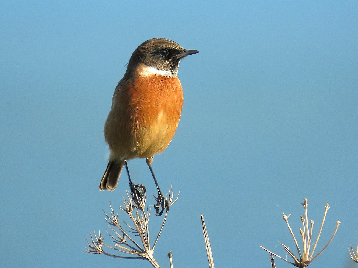 European Stonechat - ML646835032