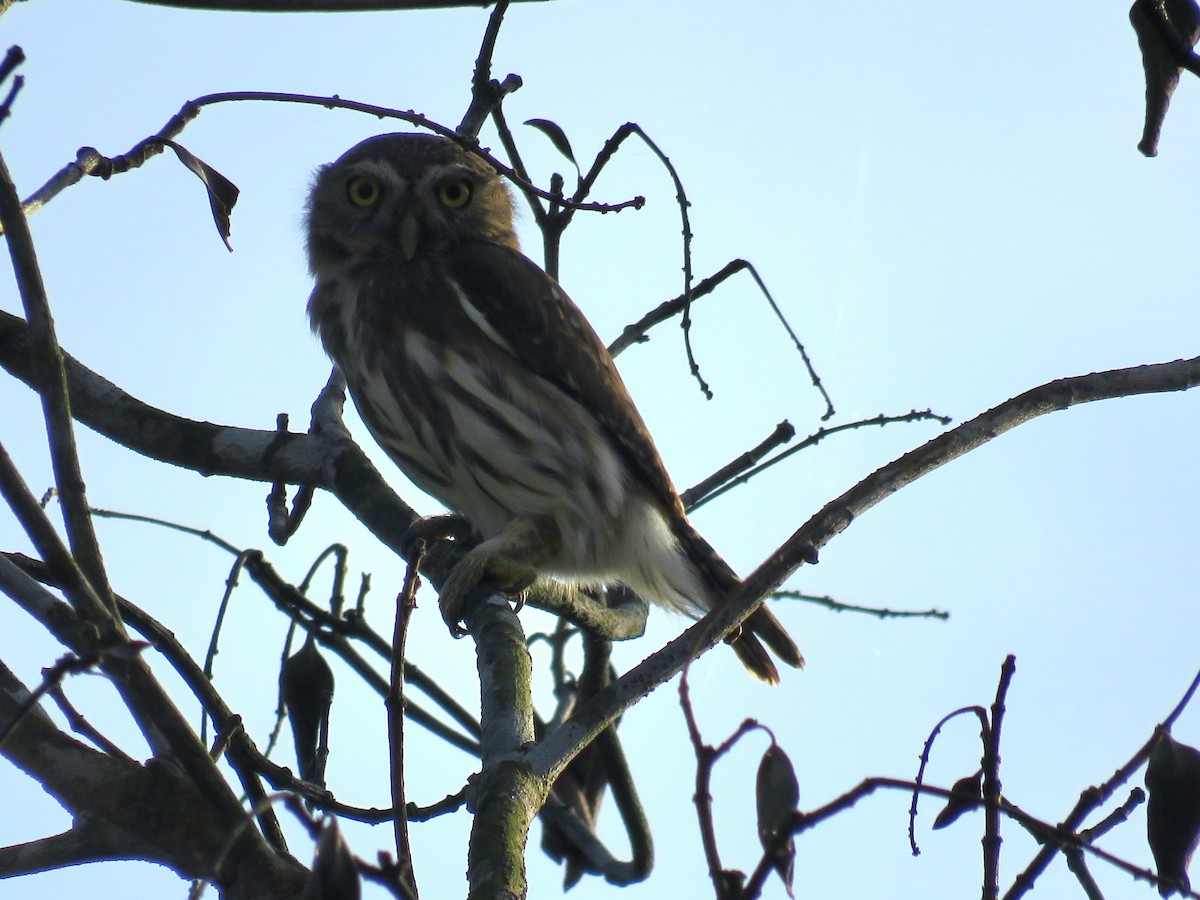 Ferruginous Pygmy-Owl - ML646835035