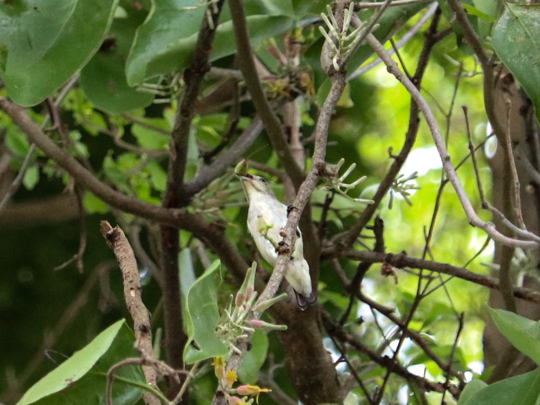 Scarlet-headed Flowerpecker - ML646835036