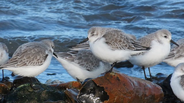 Sanderling - ML646835041