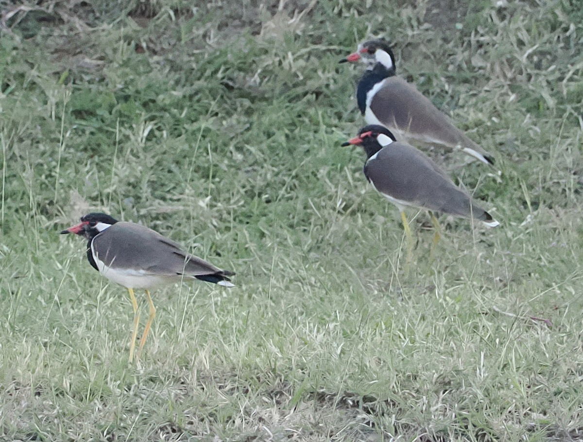 Red-wattled Lapwing - ML646835042