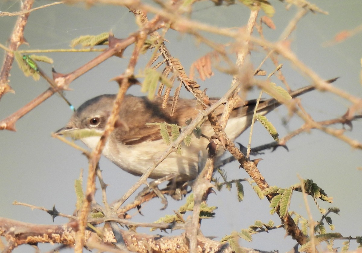 Lesser Whitethroat - ML646835046