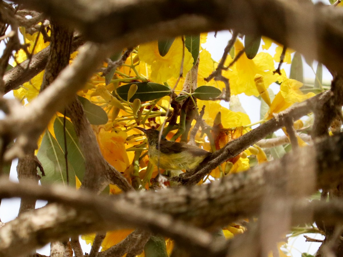 Brown-throated Sunbird - ML646835047