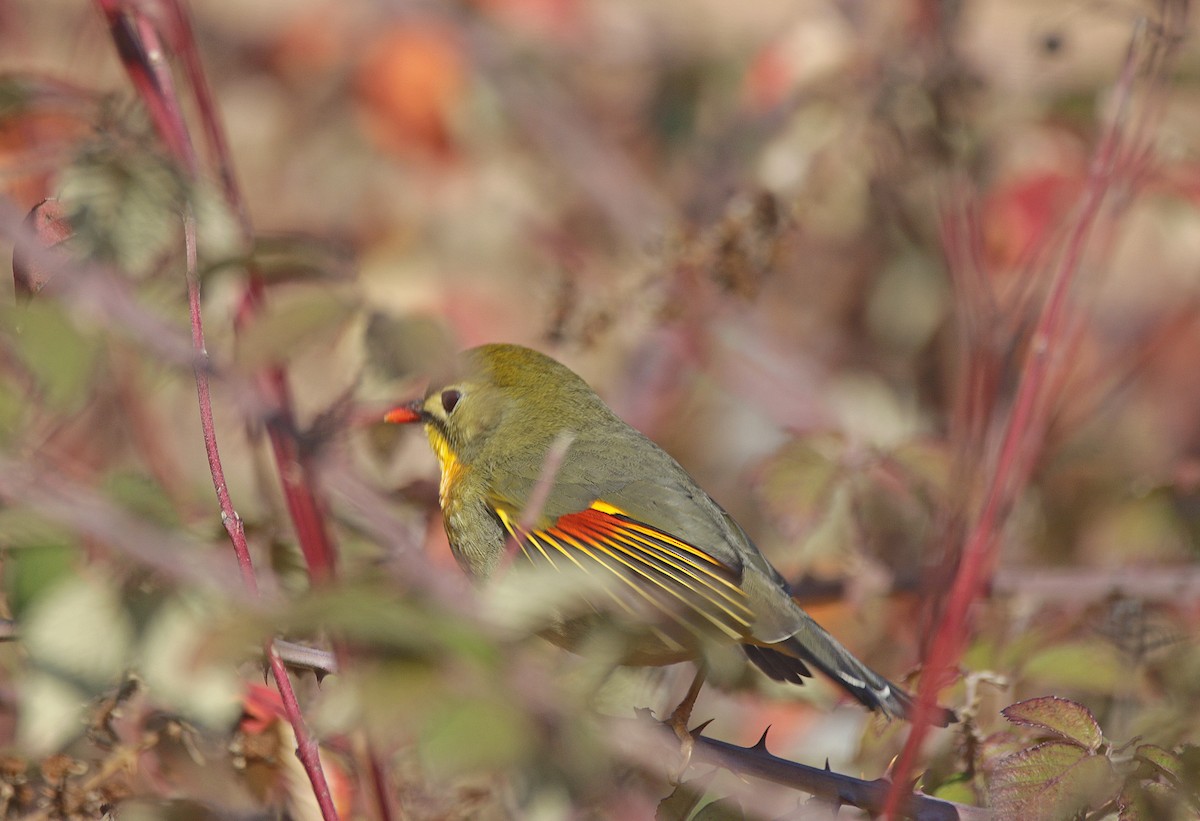ソウシチョウ - ML646835049