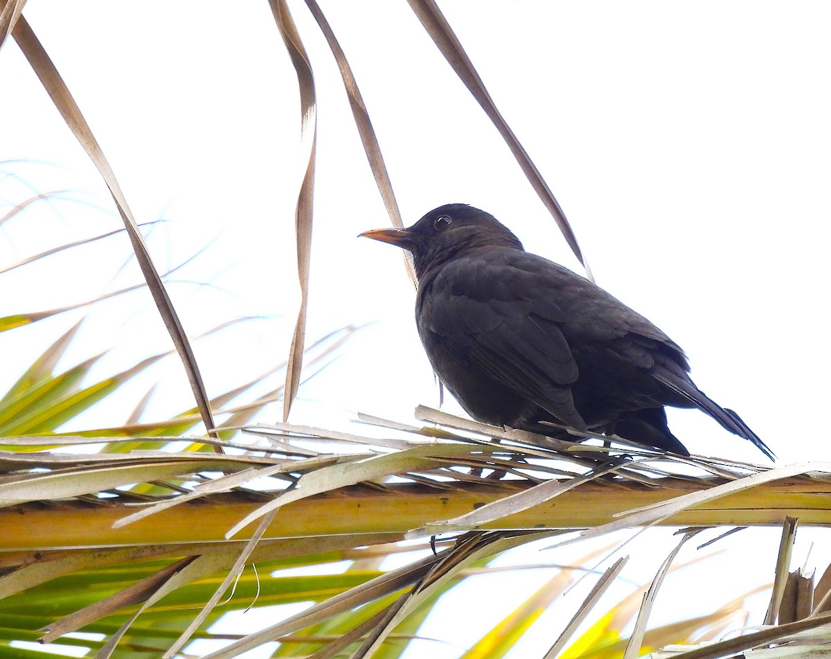 ニシクロウタドリ - ML646835057