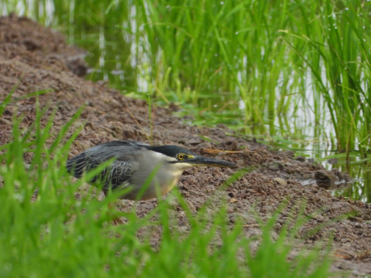 Airone striato - ML646835059