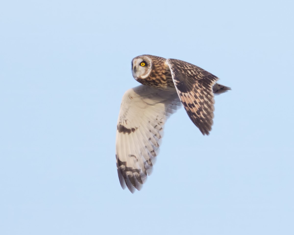 Short-eared Owl - ML646835060