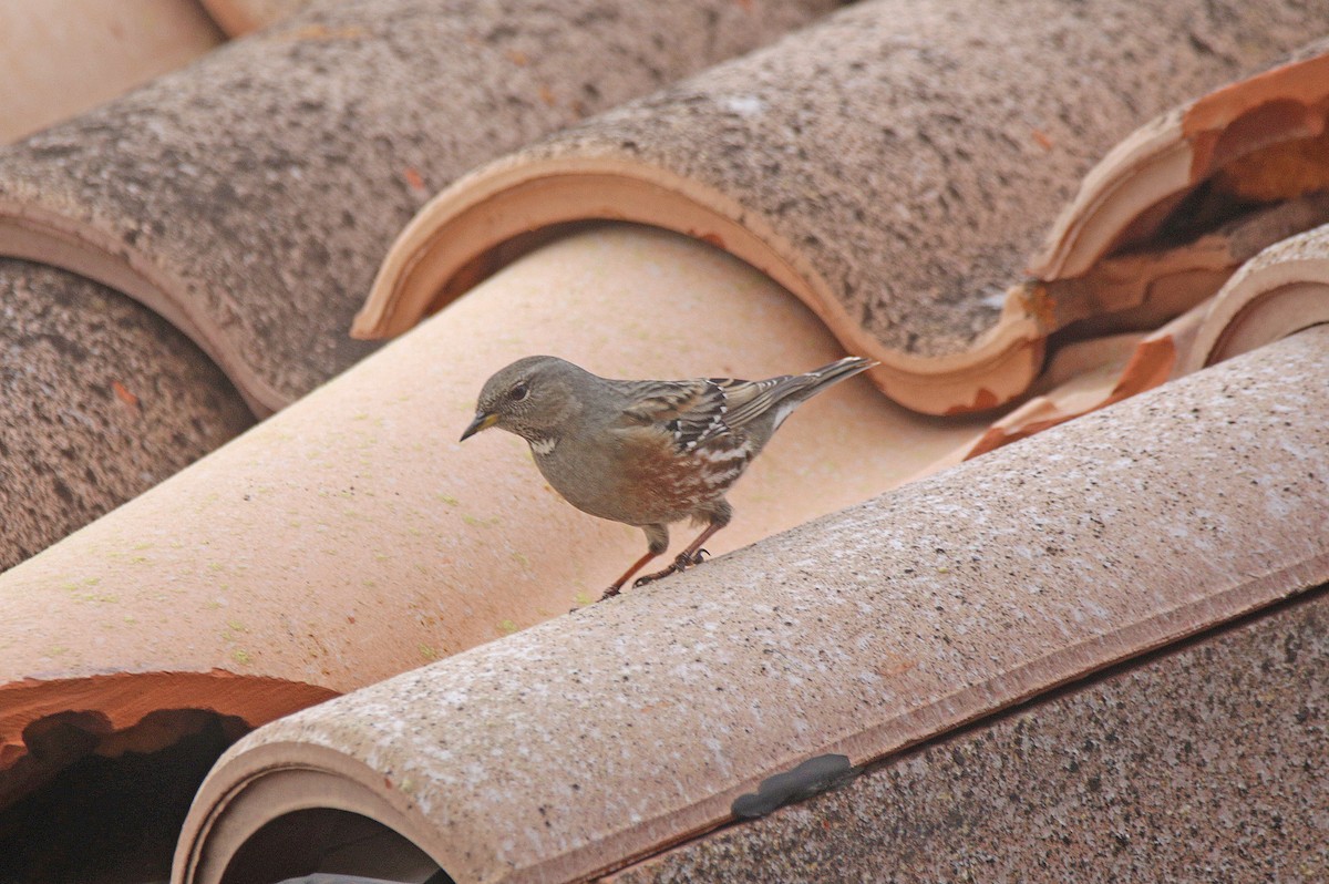 イワヒバリ - ML646835062