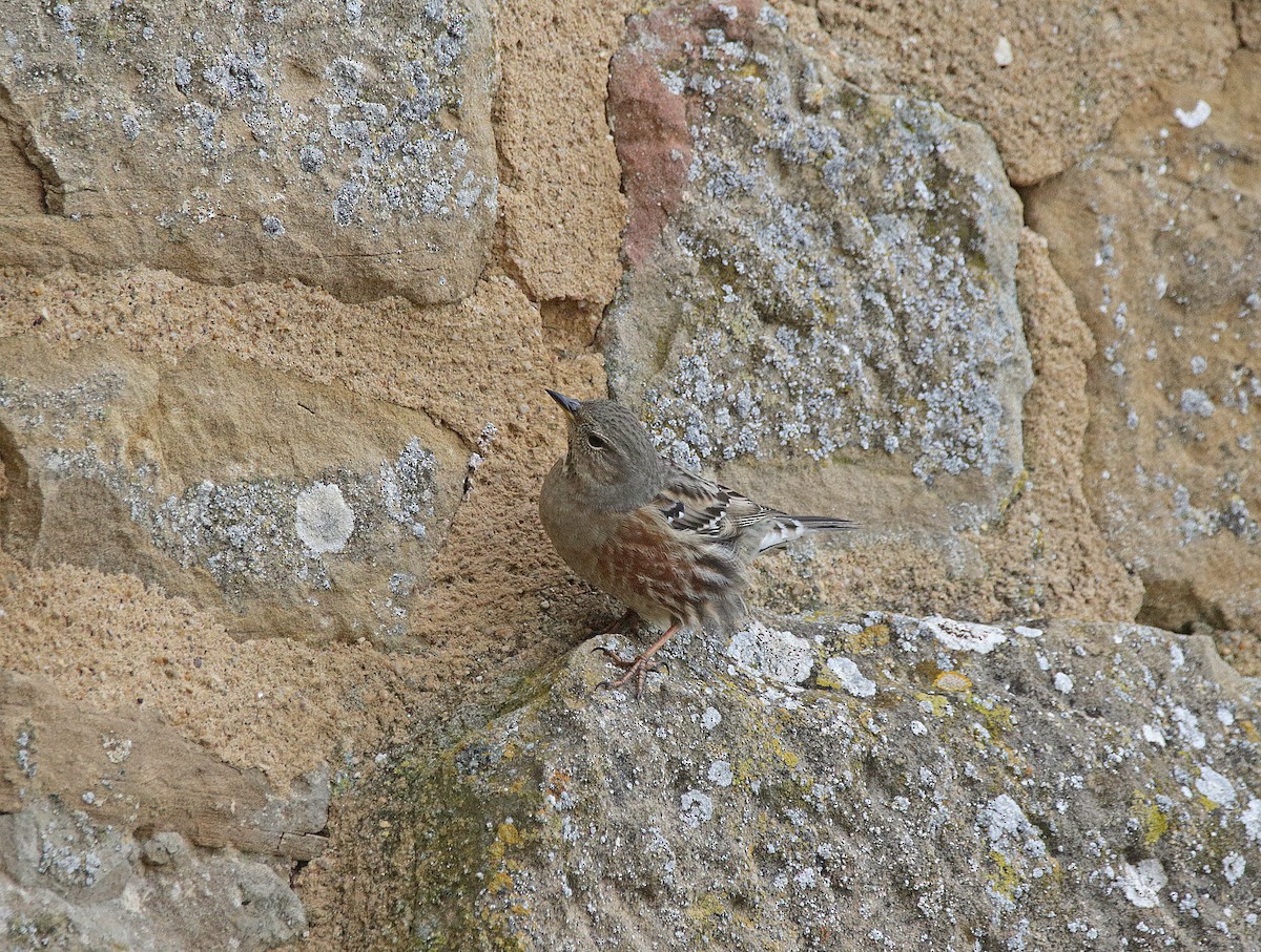 イワヒバリ - ML646835063