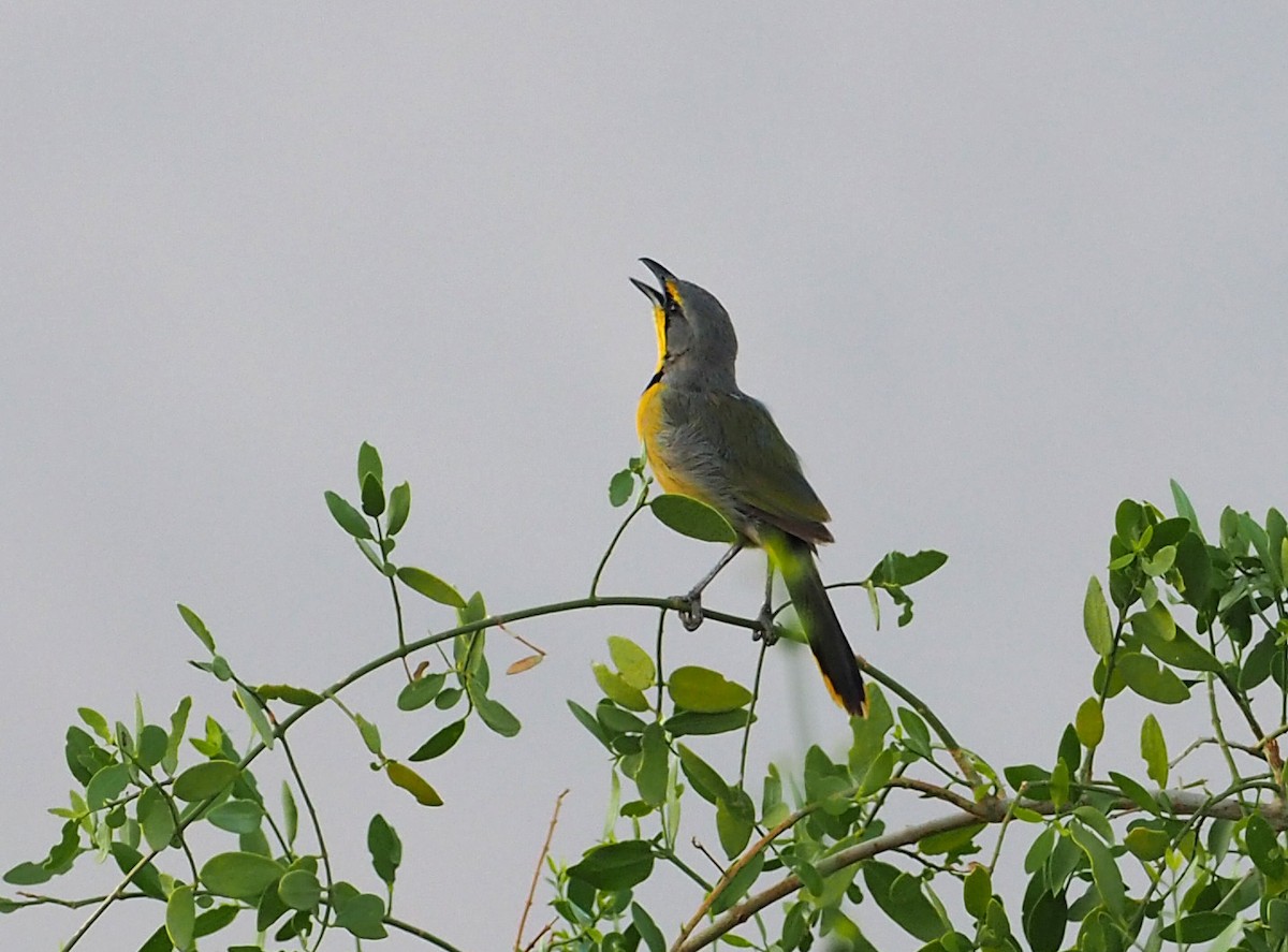 Bokmakierie - ML646835066