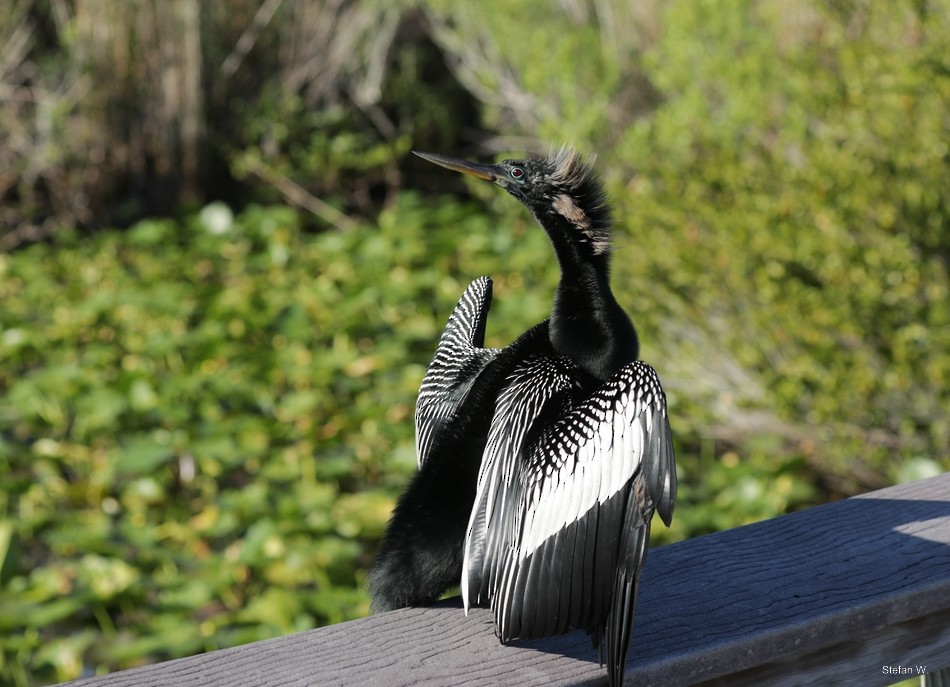 Anhinga - ML646835068
