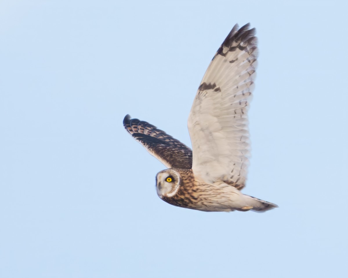 Short-eared Owl - ML646835069