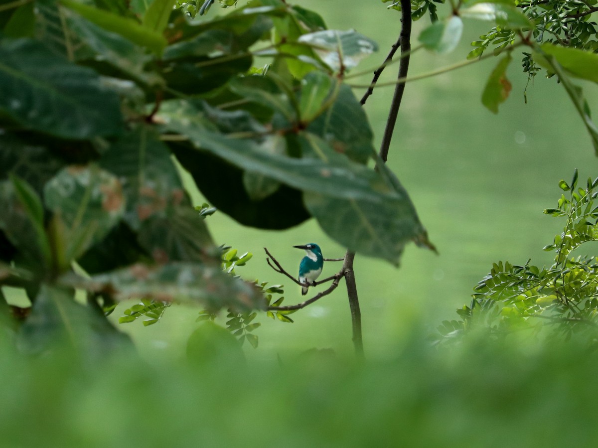 Small Blue Kingfisher - ML646835070