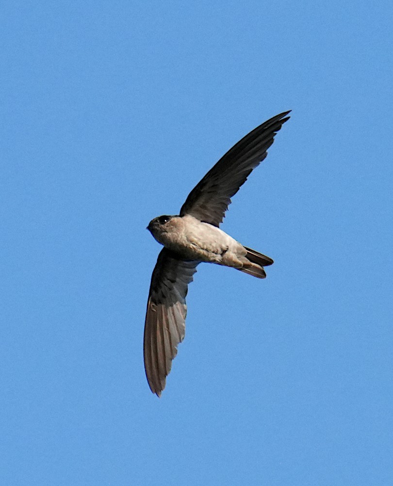 インドショクヨウアナツバメ - ML646835072