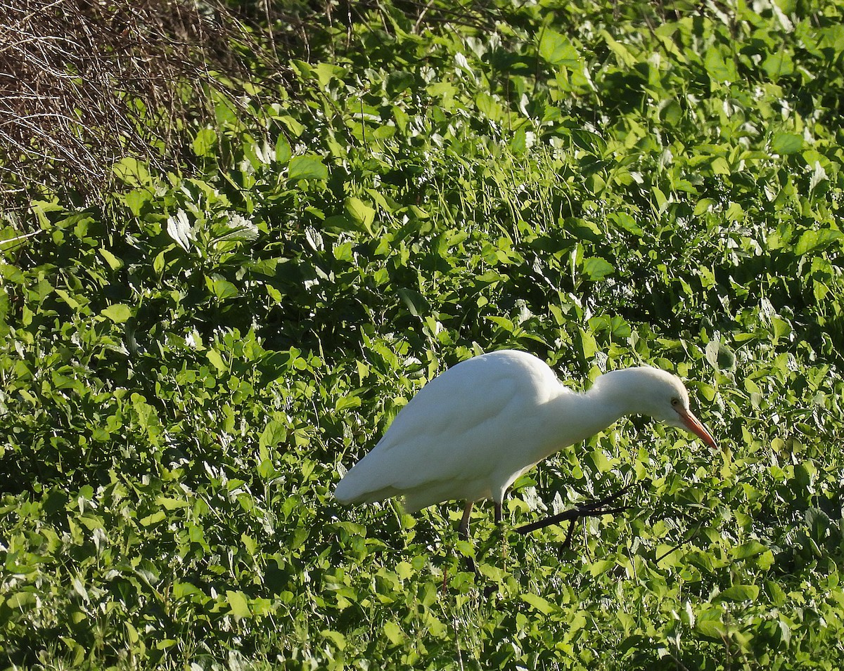 ニシアマサギ - ML646835074